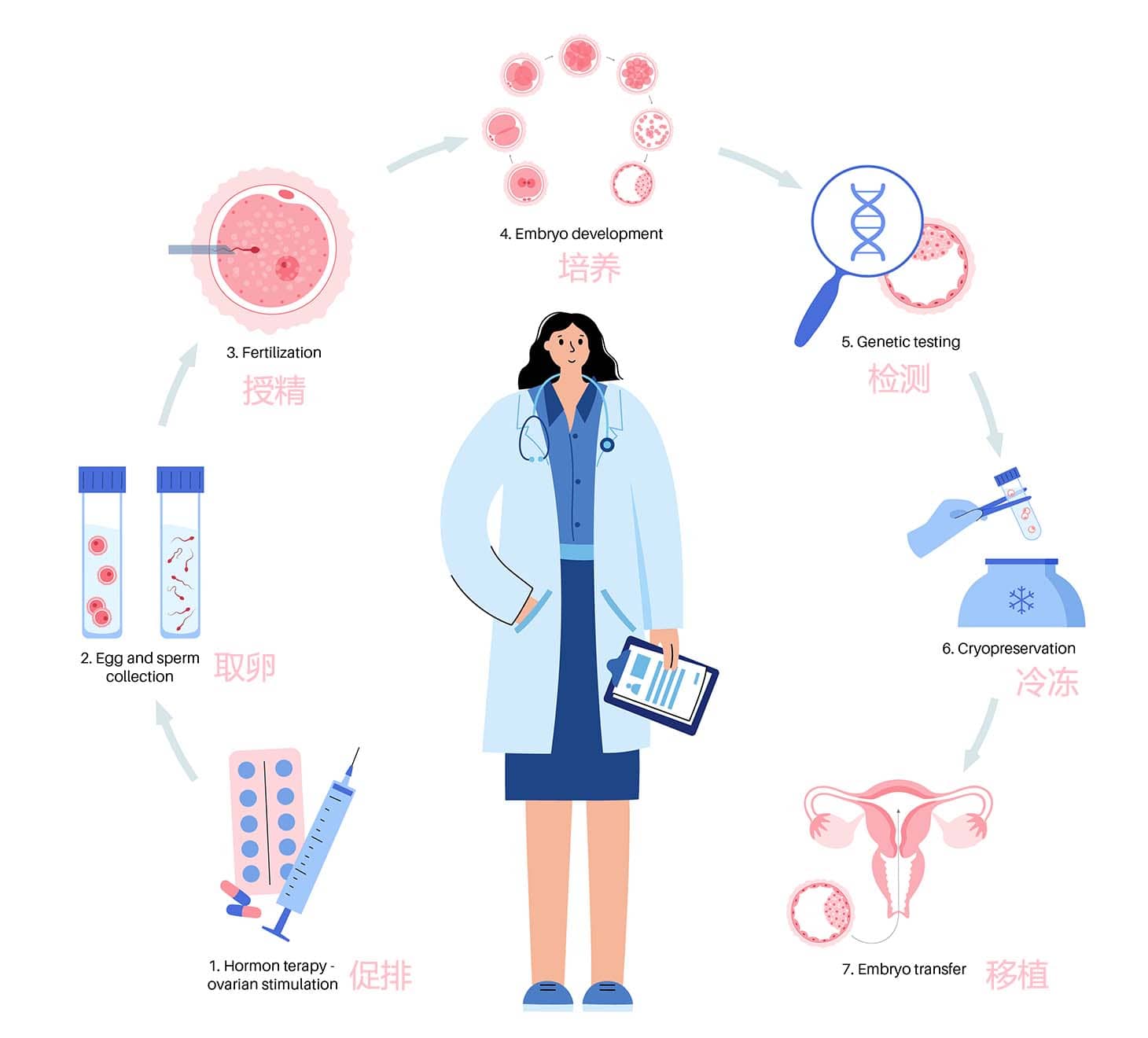 [三代试管婴儿流程概览图]
